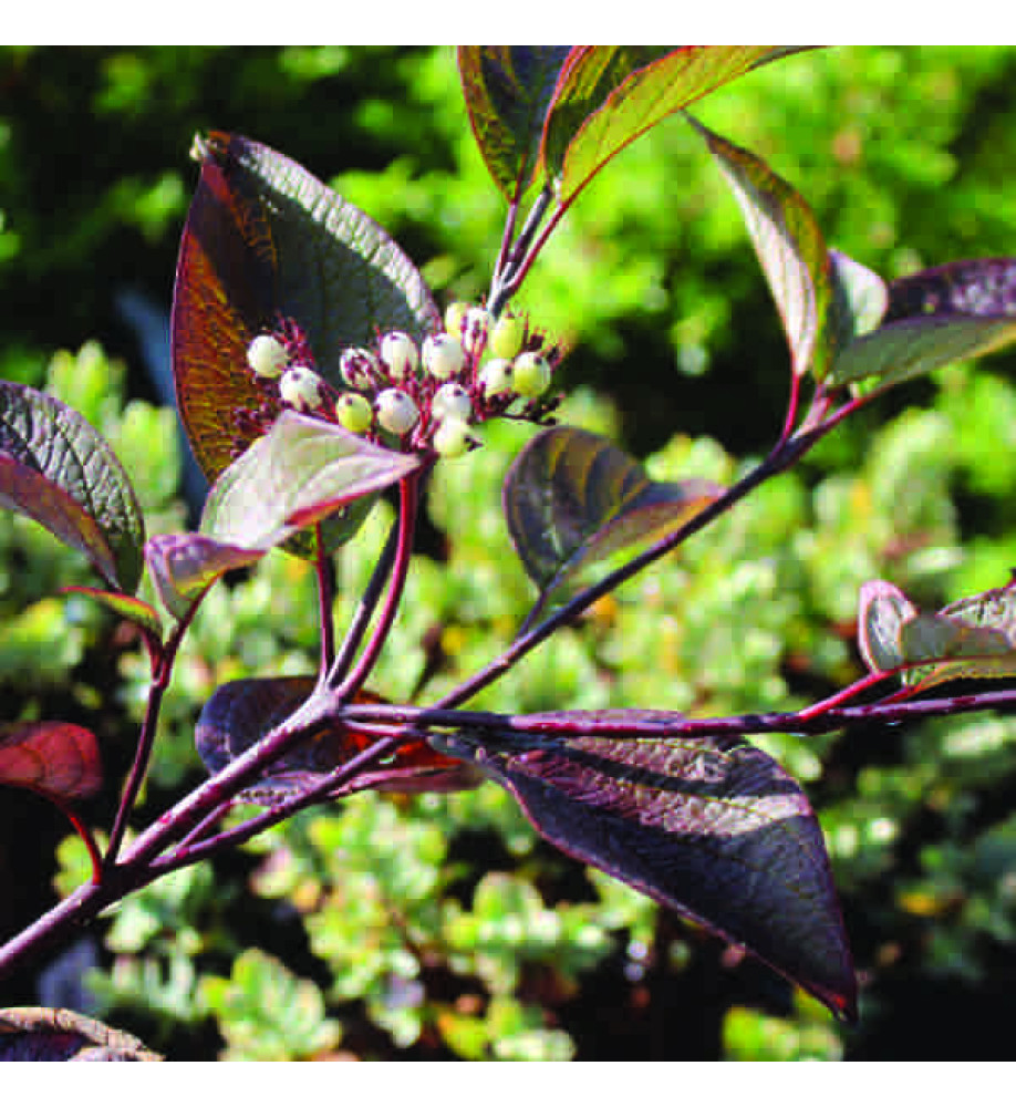 Cornus alba Kesselringii (3lt)
