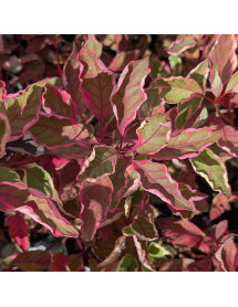 Cornus alba Miracle (3lt)