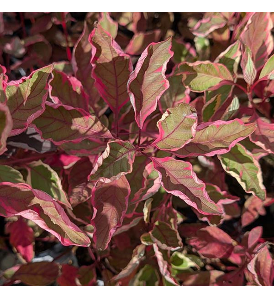 Cornus alba Miracle (3lt)