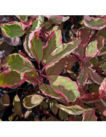 Cornus alba Miracle (3lt)