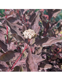 Cornus alba Nightfall (3lt) Cornus alba Nightfall (3lt)