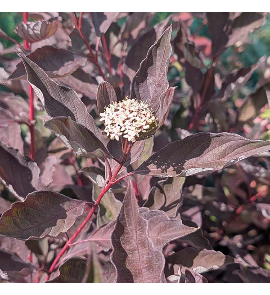 Cornus alba Nightfall (3lt)