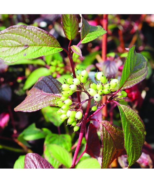 Cornus alba Siberian Pearls (3lt)