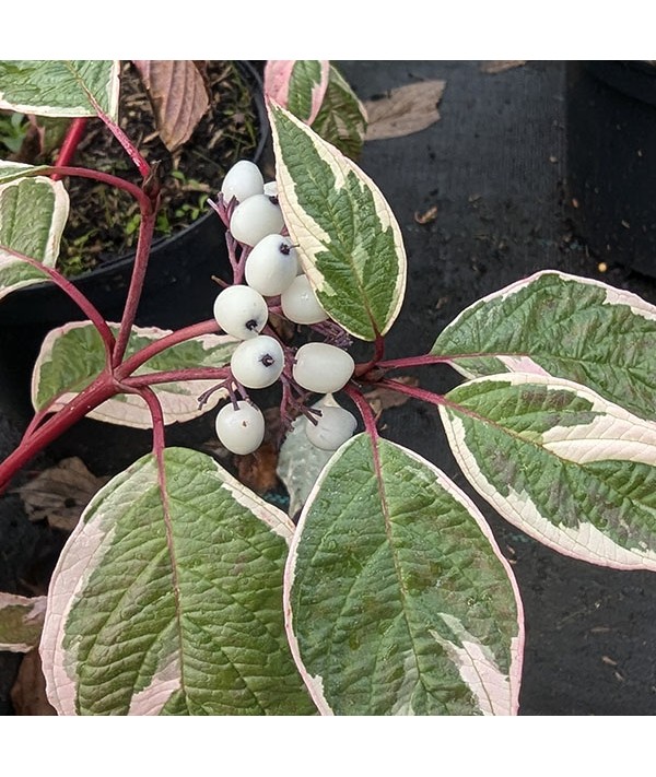 Cornus alba Sibirica Variegata (3lt)