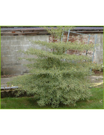 Cornus alternifolia Argentea (12lt)