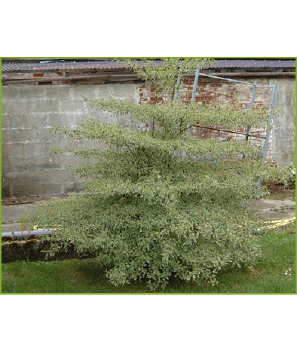 Cornus alternifolia Argentea (5lt)