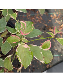 Cornus alternifolia Pinky Spot (7.5lt)