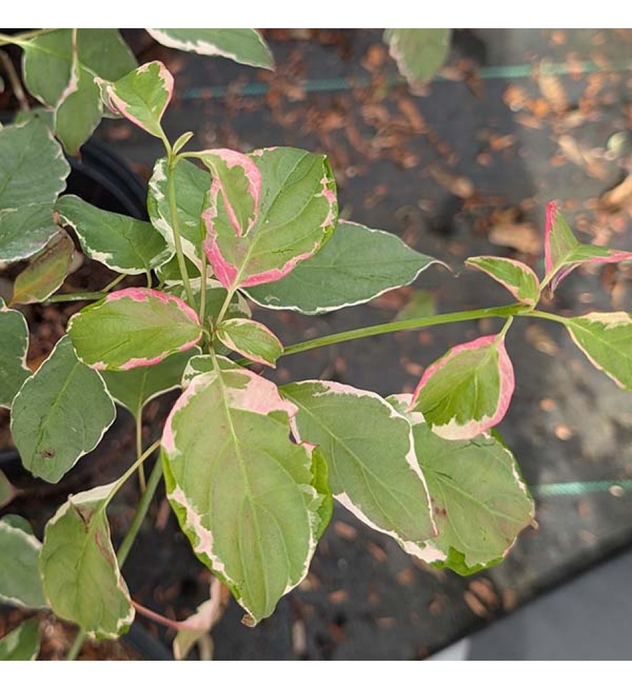 Cornus alternifolia Pinky Spot (7.5lt)