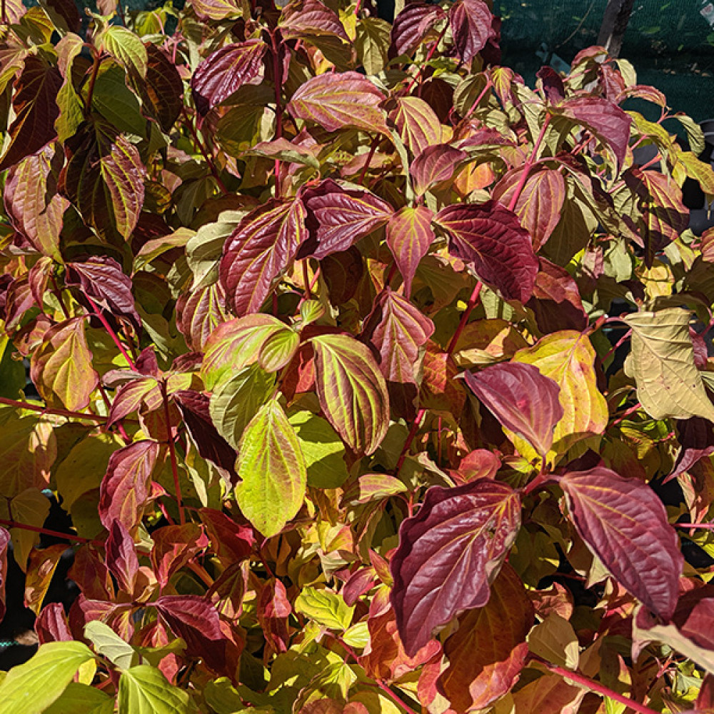 Cornus sanguinea Anny's Winter Orange (5lt)