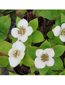 Cornus canadensis (3lt)