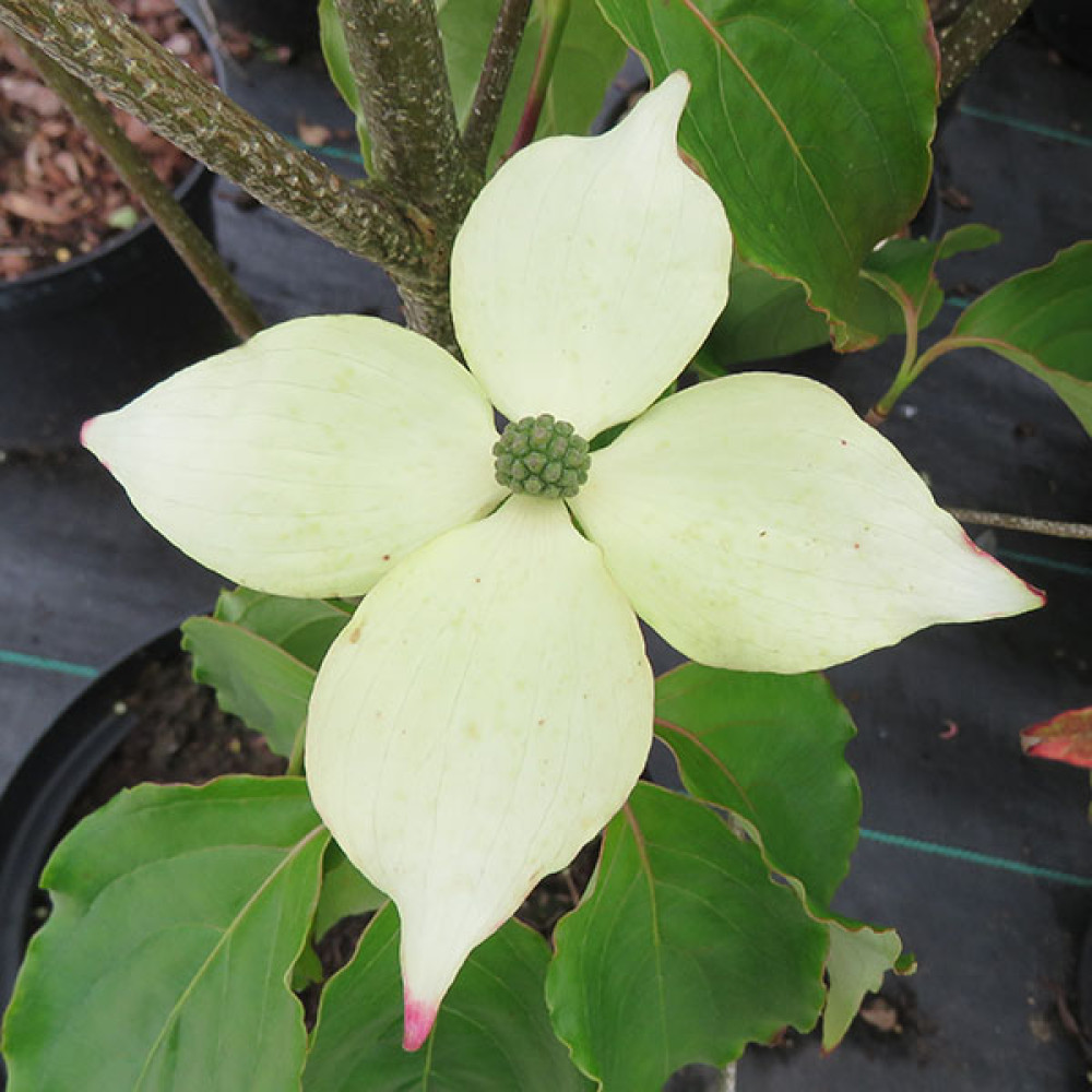 Cornus kousa Teutonia (12lt)
