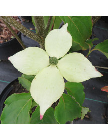 Cornus kousa Teutonia (12lt)