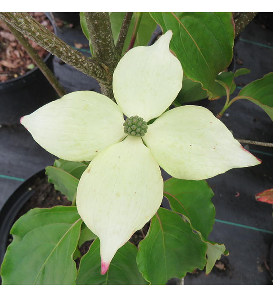 Cornus kousa Teutonia (12lt)