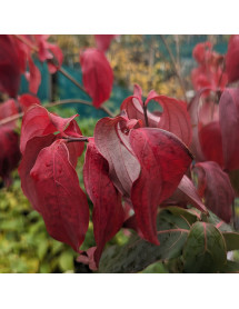 Cornus kousa Teutonia (12lt)