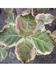 Cornus kousa Wolf Eyes (12lt) Cornus kousa Wolf Eyes (12lt)