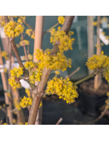 Cornus mas Golden Glory (7.5lt)
