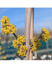 Cornus mas Jolico (5lt)