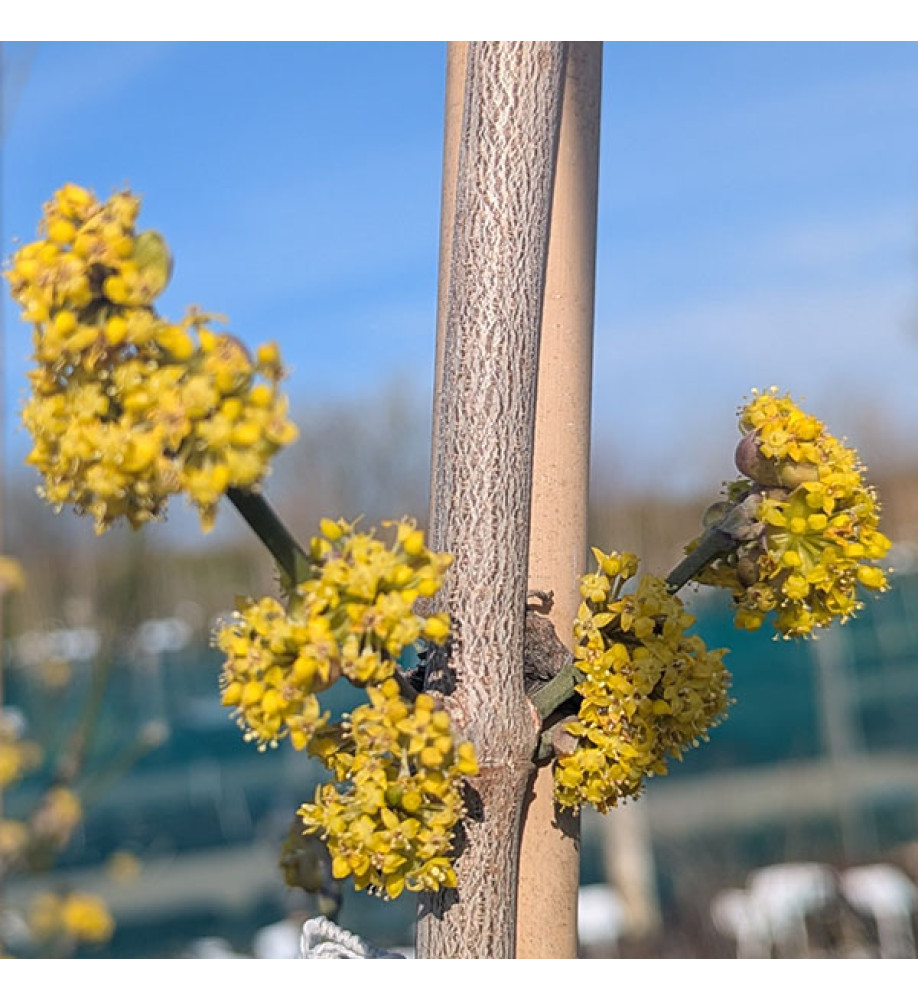 Cornus mas Jolico (5lt)