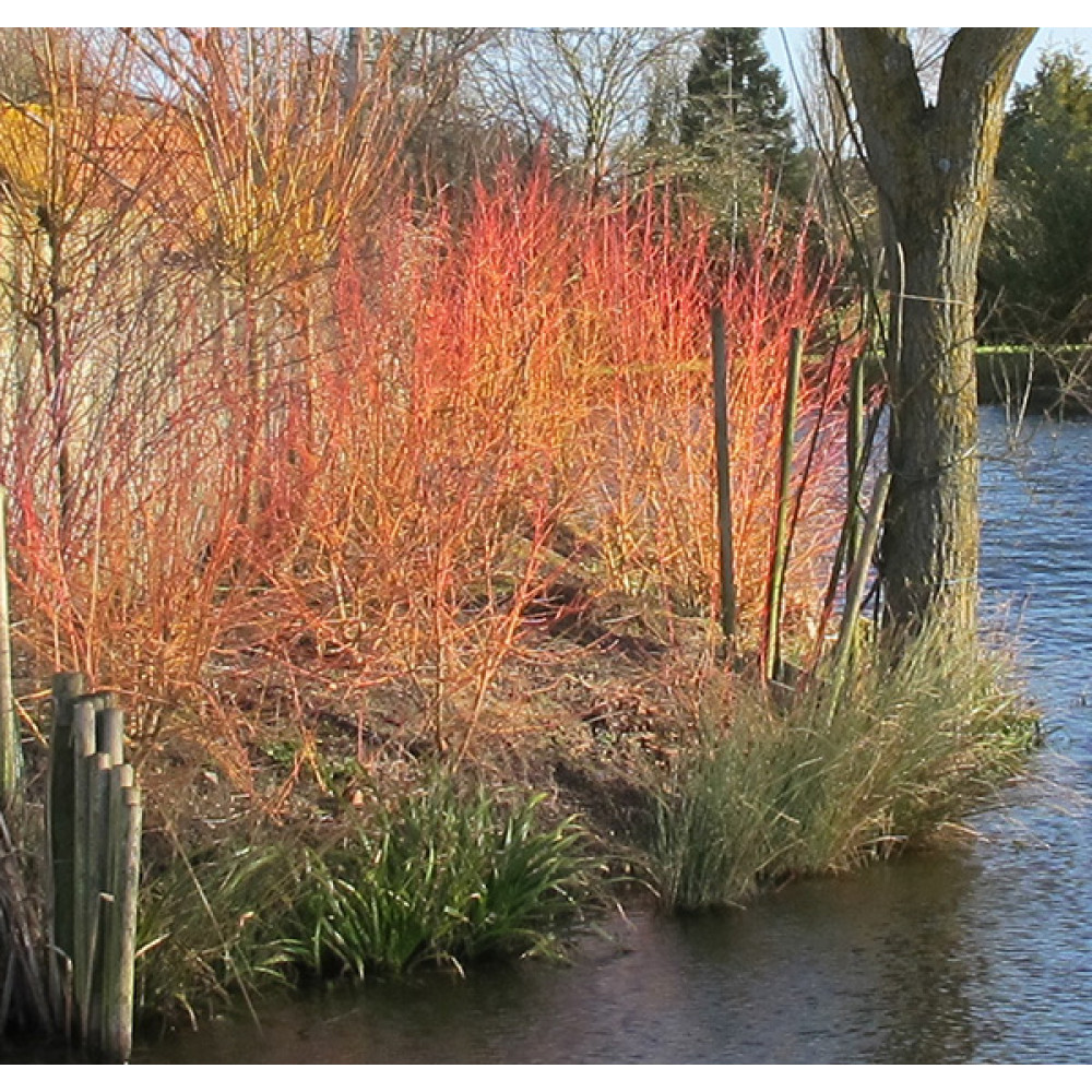 Cornus sanguinea Midwinter Fire (3lt)