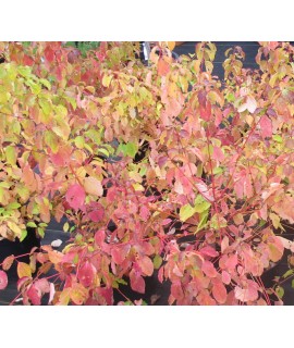 Cornus sanguinea Midwinter Fire (5lt)