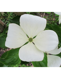 Cornus Venus (90lt)