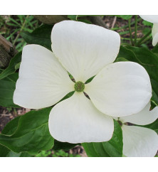 Cornus Venus (90lt)