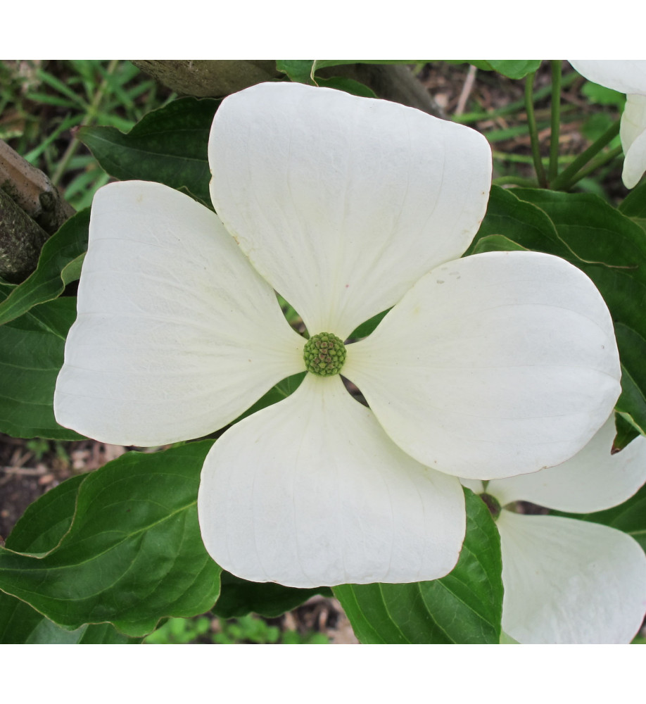 Cornus Venus (90lt)