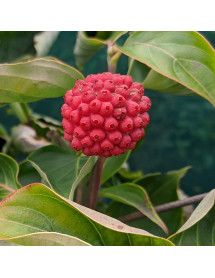 Cornus Venus (90lt)