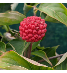 Cornus Venus (90lt)