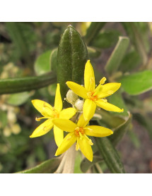 Corokia x virgata Red Wonder (7.5lt)