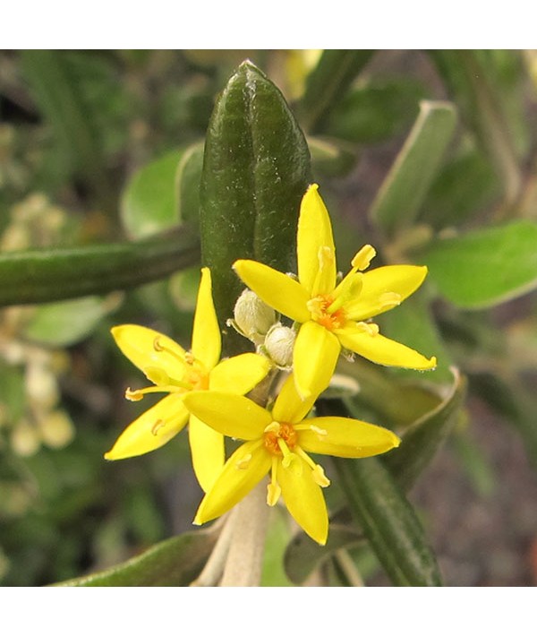 Corokia x virgata Red Wonder (3lt)