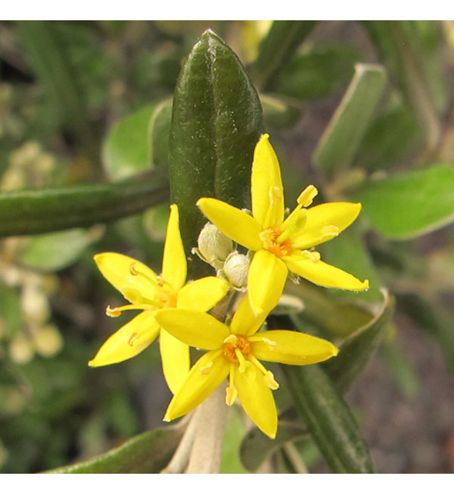 Corokia x virgata Red Wonder (7.5lt)