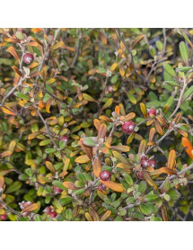Corokia x virgata Bronze King (10lt) Corokia x virgata Bronze King (10lt)