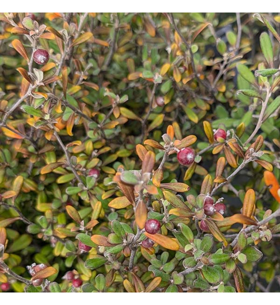 Corokia x virgata Bronze King (10lt)