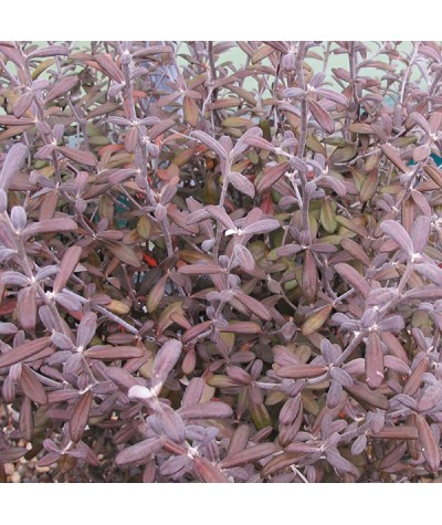 Corokia x virgata Frosted Chocolate (3lt)