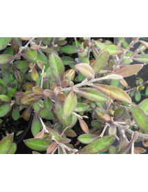 Corokia x virgata Frosted Chocolate (2lt)