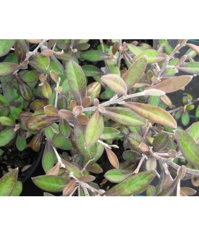 Corokia x virgata Frosted Chocolate (3lt)