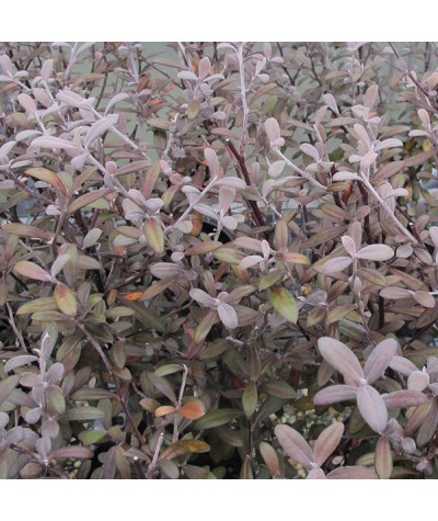 Corokia x virgata Frosted Chocolate (3lt)