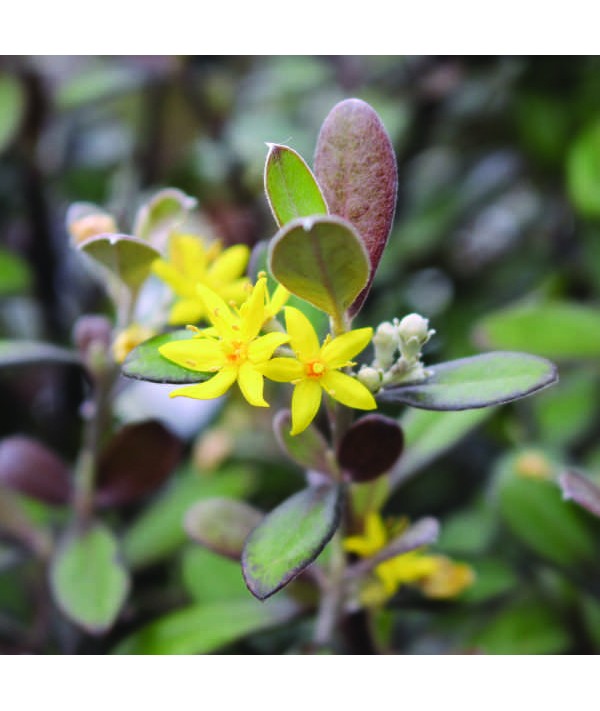 Corokia x virgata Frosted Chocolate (3lt)