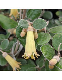 Correa backhouseana (3lt)