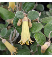 Correa backhouseana (3lt)