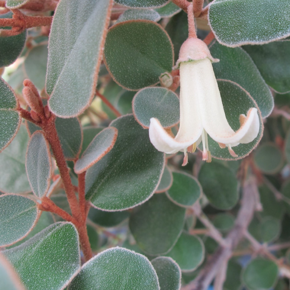 Correa backhouseana (3lt)