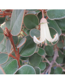 Correa backhouseana (3lt)