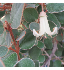 Correa backhouseana (3lt)