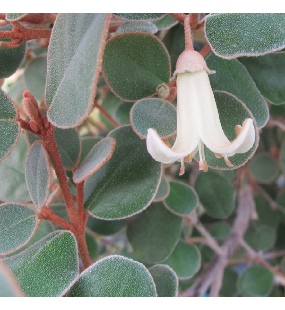 Correa backhouseana (3lt)
