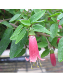 Correa Dusky Bells (10lt)