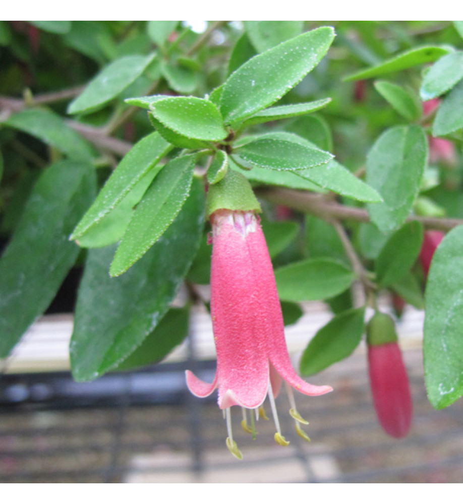 Correa Dusky Bells (10lt) Correa Dusky Bells (10lt)