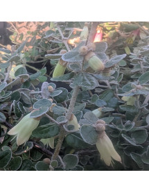 Correa reflexa var. nummularifolia (3lt)
