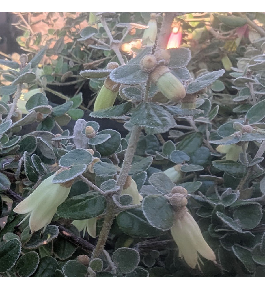 Correa reflexa var. nummularifolia (3lt)