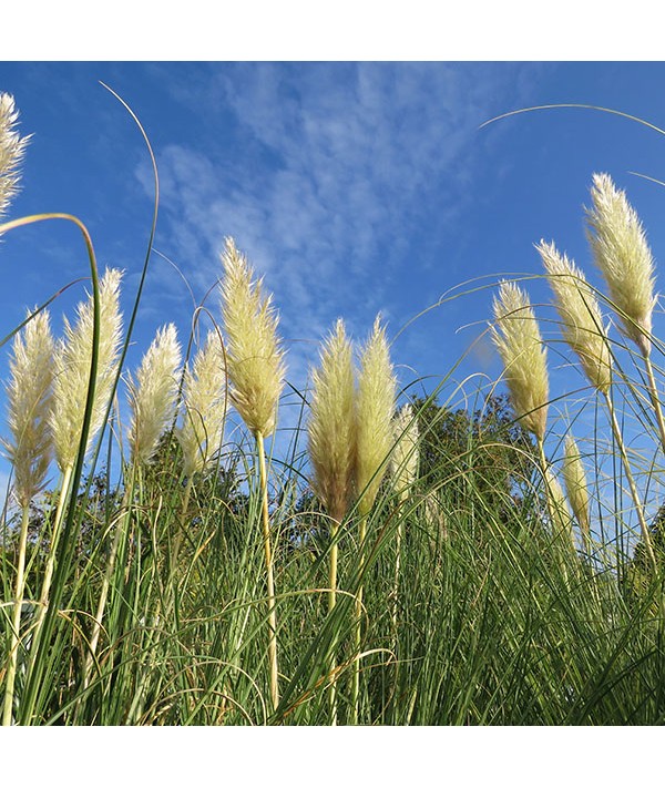 Cortaderia selloana Silver Fountain (5lt)